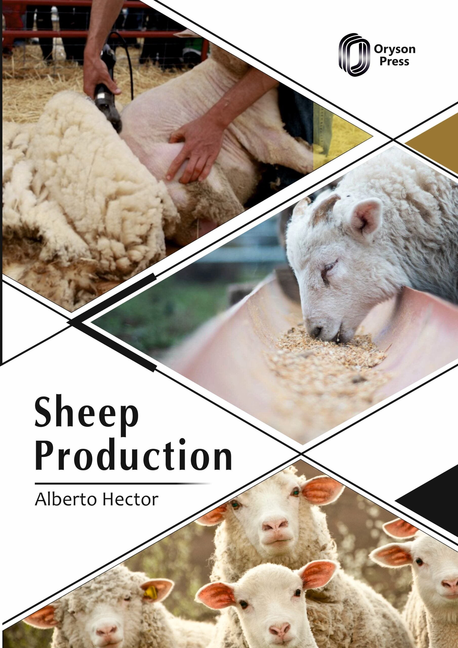 Sheep Production